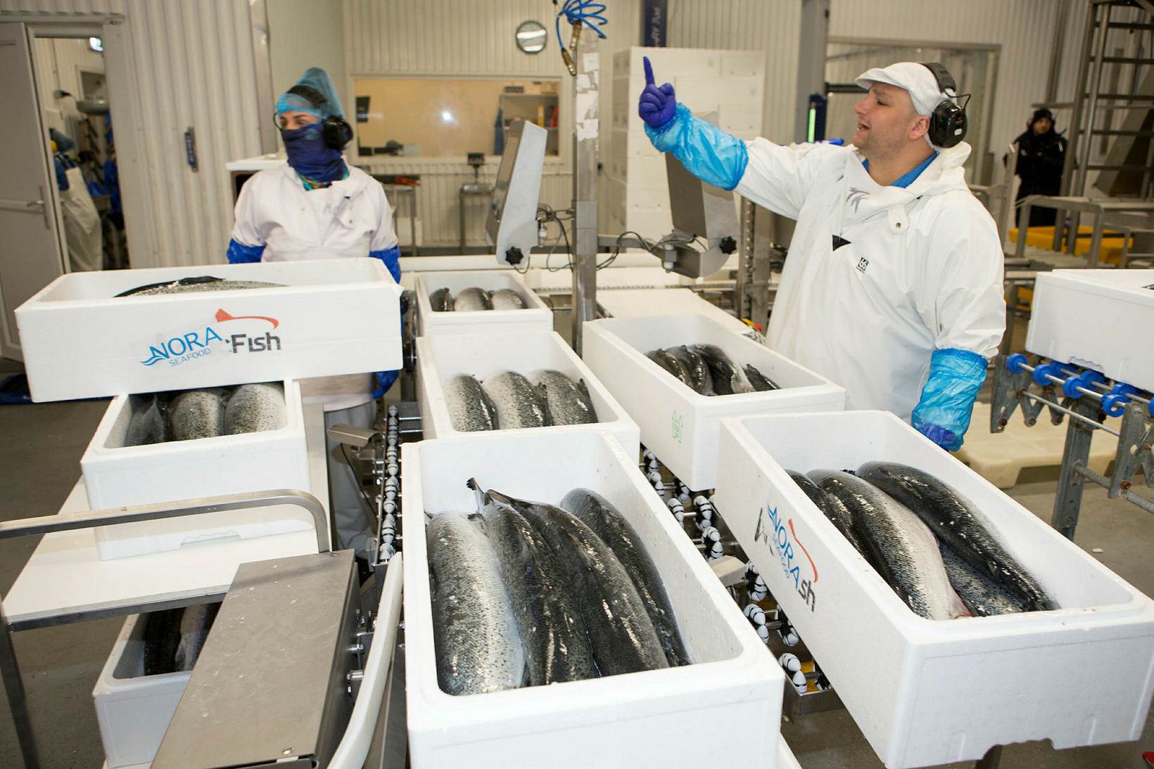 Icelandic salmon can now be imported to China - mynd
