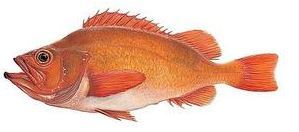 Golden redfish/Gullkarfi